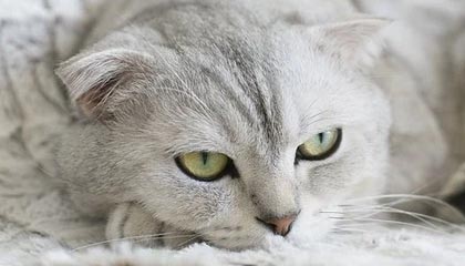 -国家队失误率居高不下反映训练漏洞，国家队难受