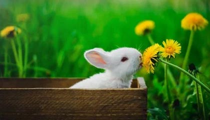 AYX SPORTS-高频换帅是否是俱乐部成绩不稳的主因