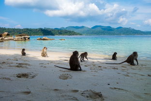 爱游戏在线登录-世界沙滩龙舟锦标赛中国团队表现优异，国际龙舟锦标赛